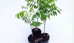 cây sưa giống loại bầu to